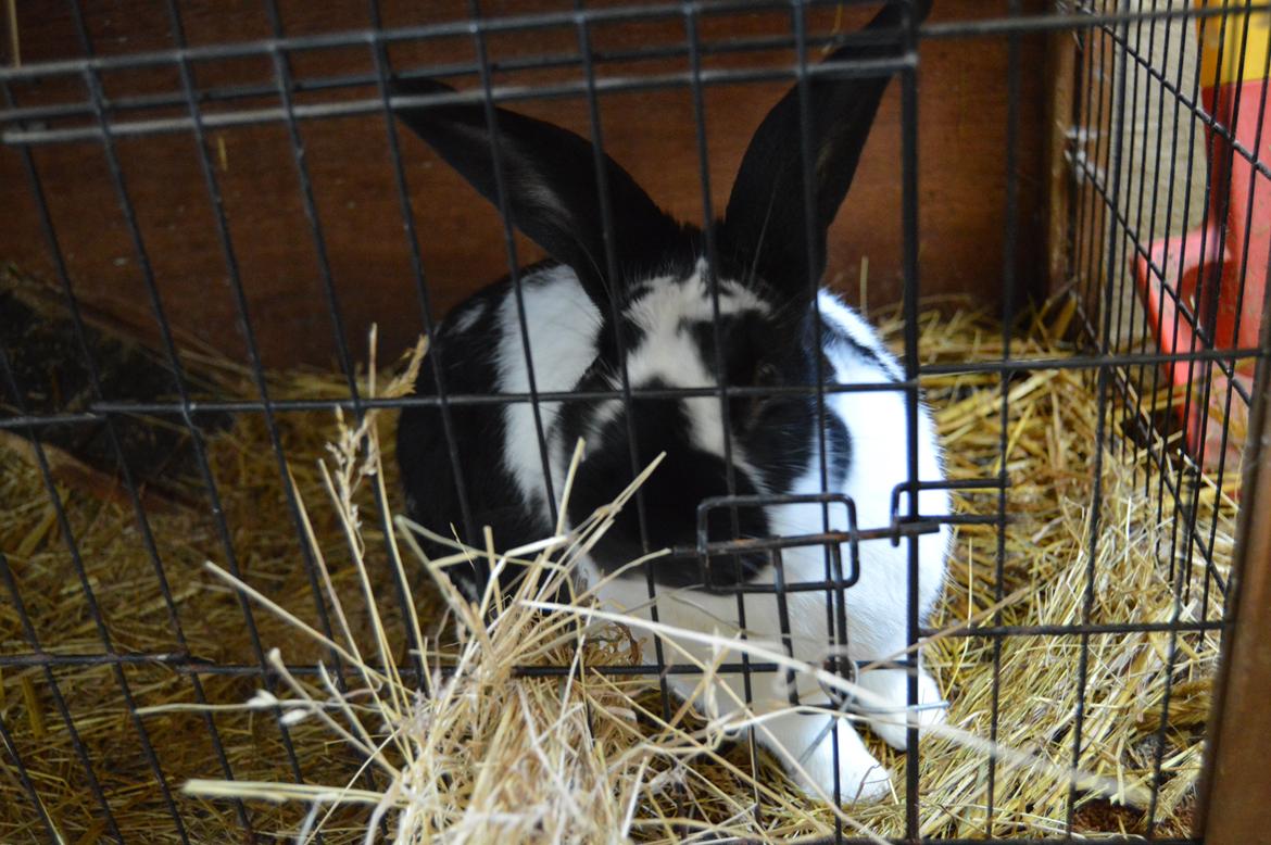 Kanin Nuller billede 23