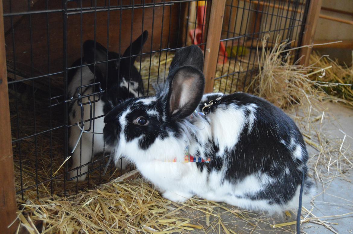 Kanin Nuller - Nuller der snakker med Tulle billede 24