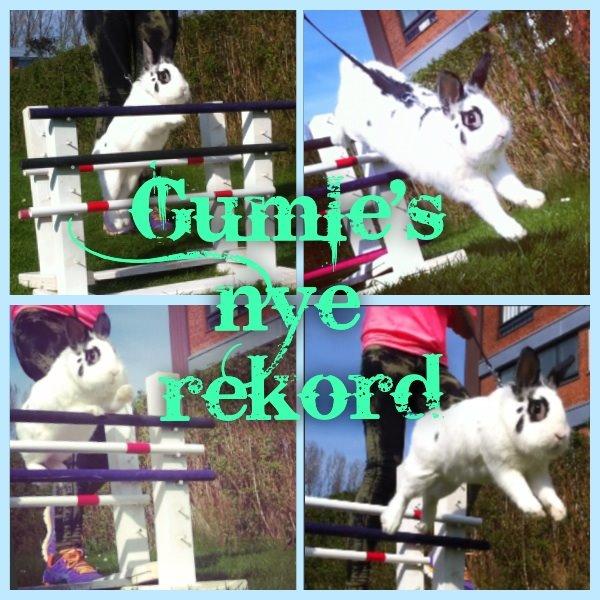 Kanin $ Gumle $  •Babyen• billede 23