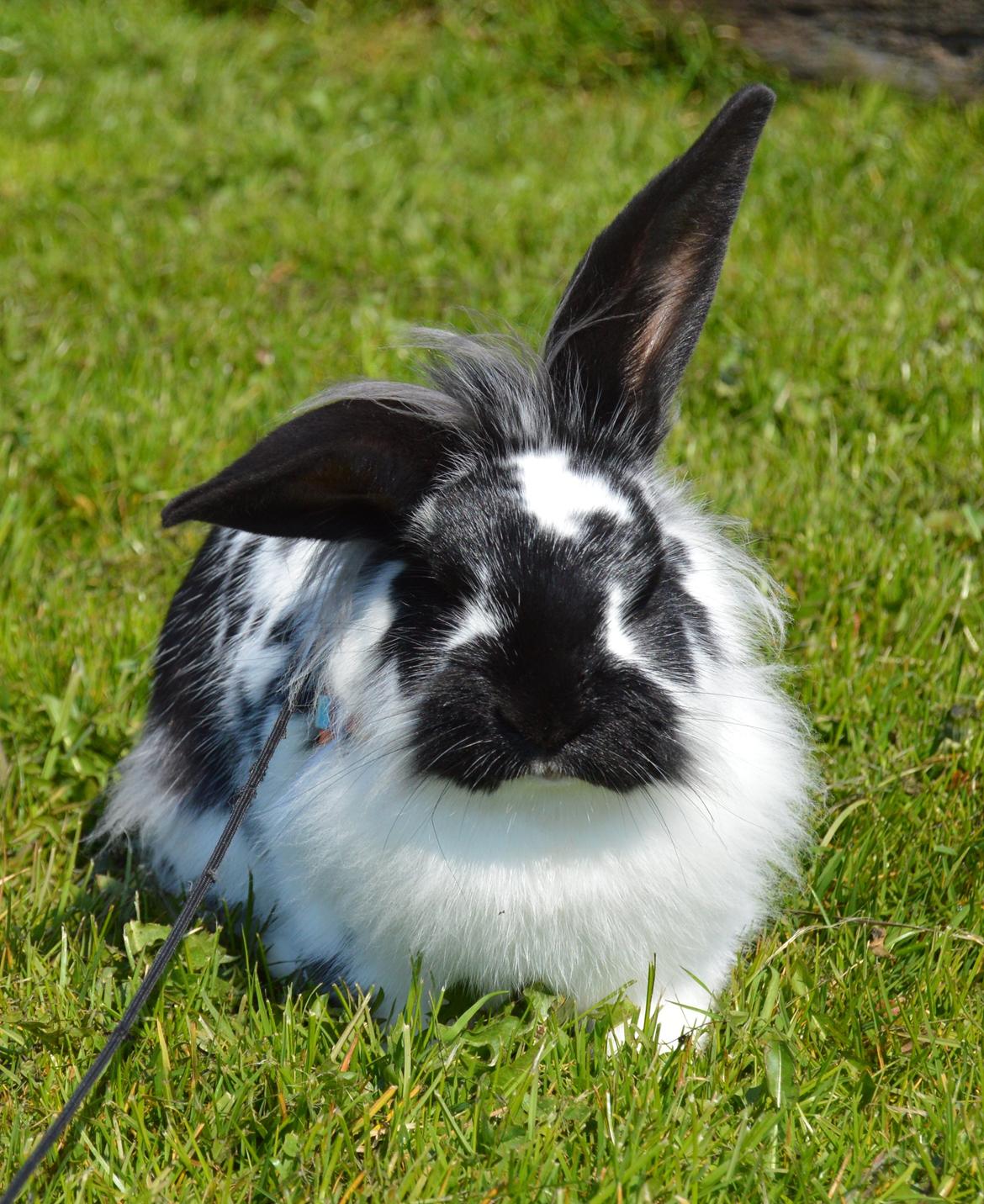 Kanin Tulle billede 12