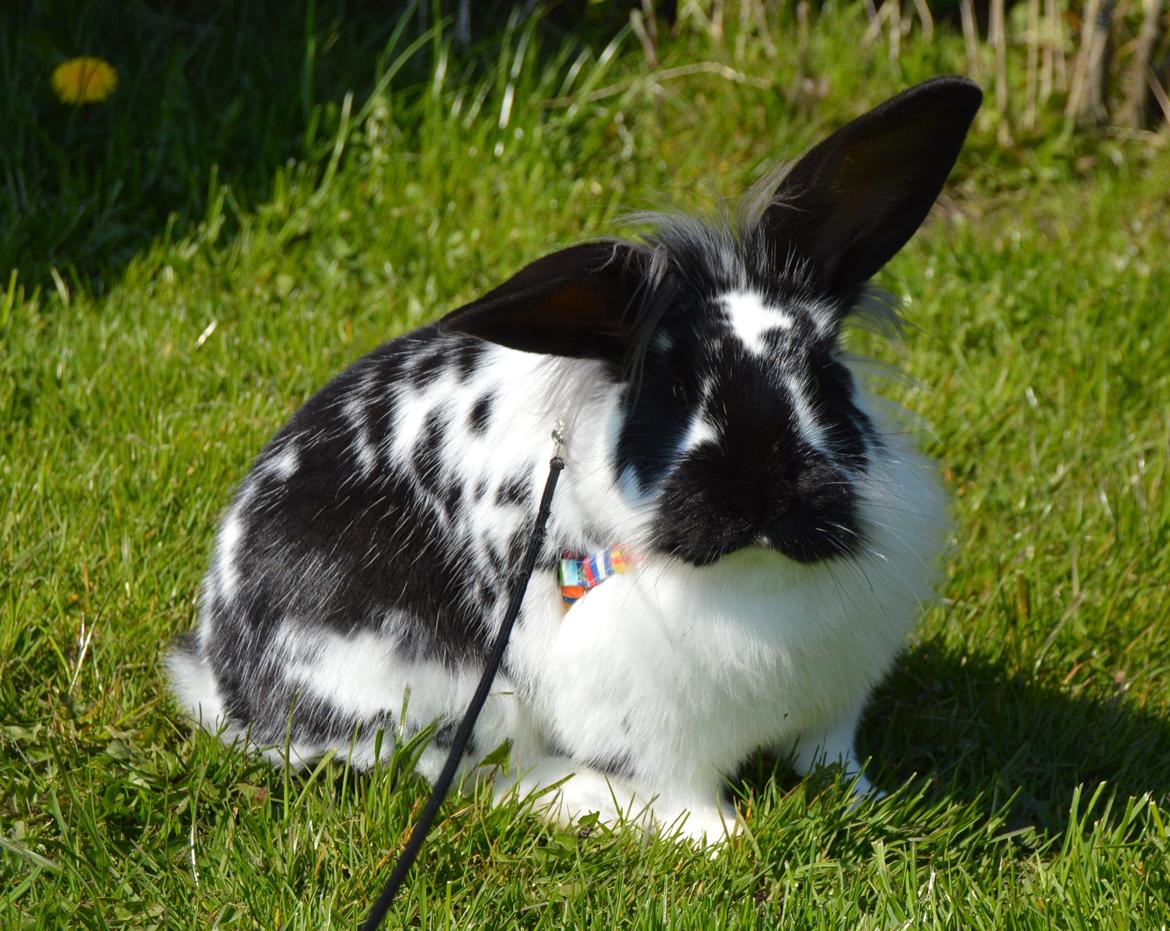 Kanin Tulle billede 32