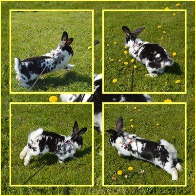 Kanin Tulle billede 13