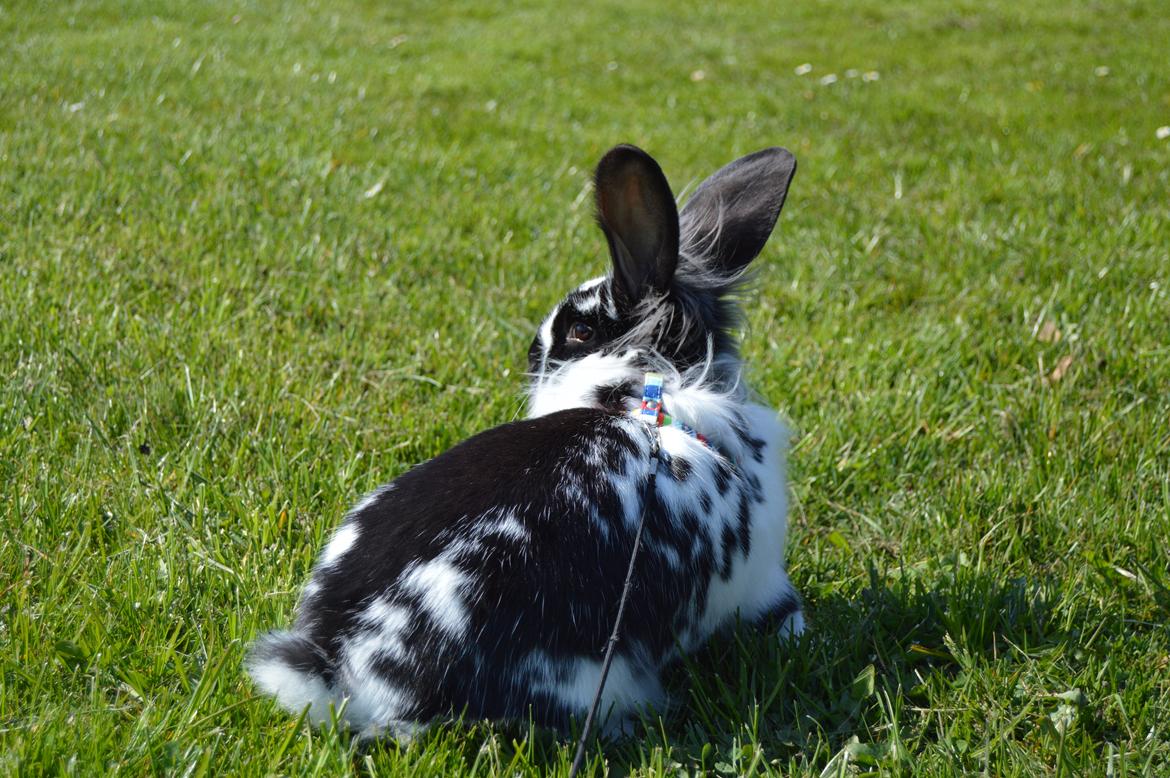 Kanin Tulle billede 15