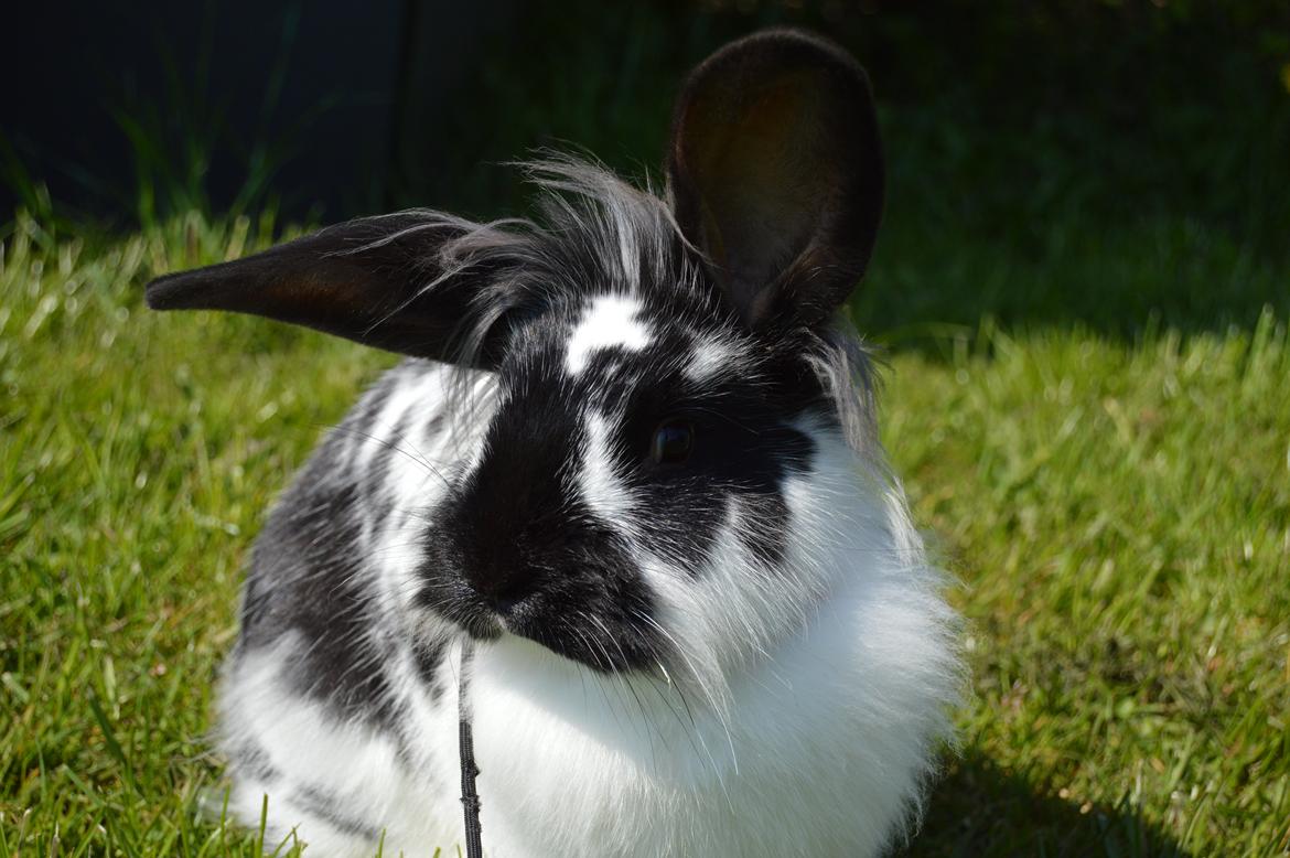 Kanin Tulle billede 16