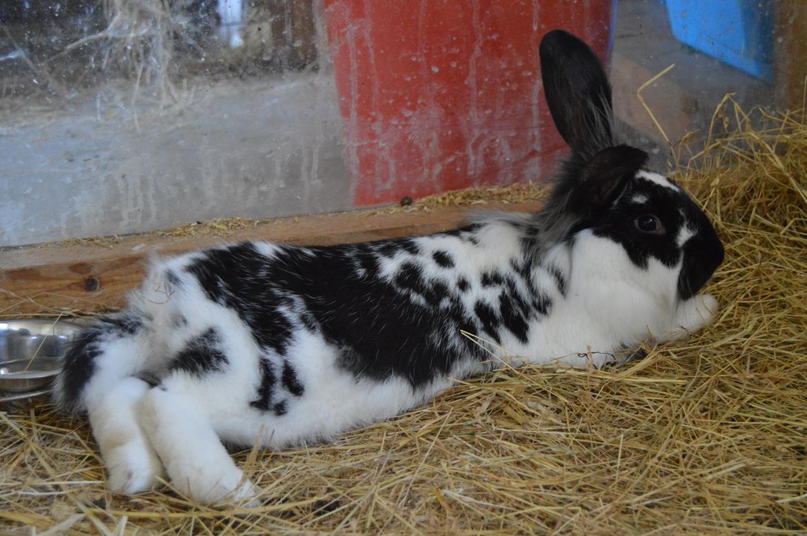 Kanin Tulle billede 19