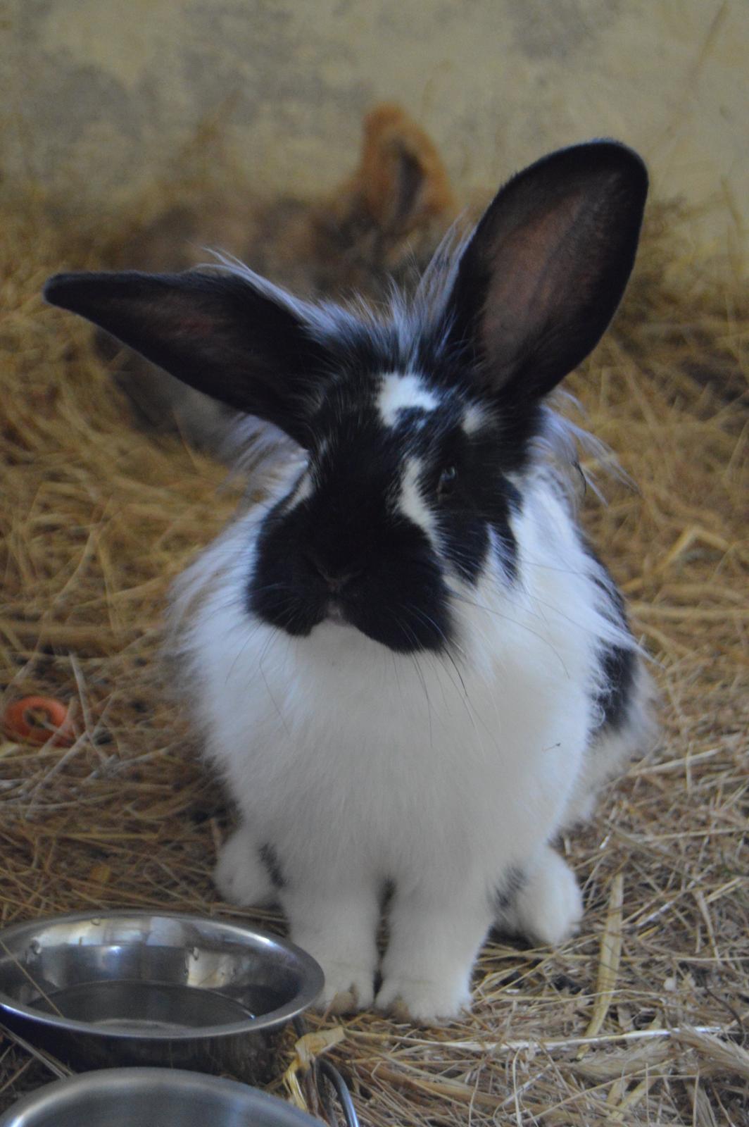 Kanin Tulle billede 21