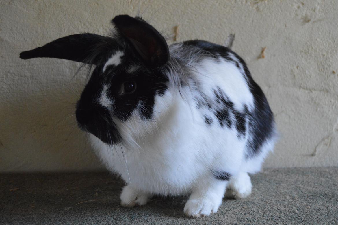 Kanin Tulle billede 22