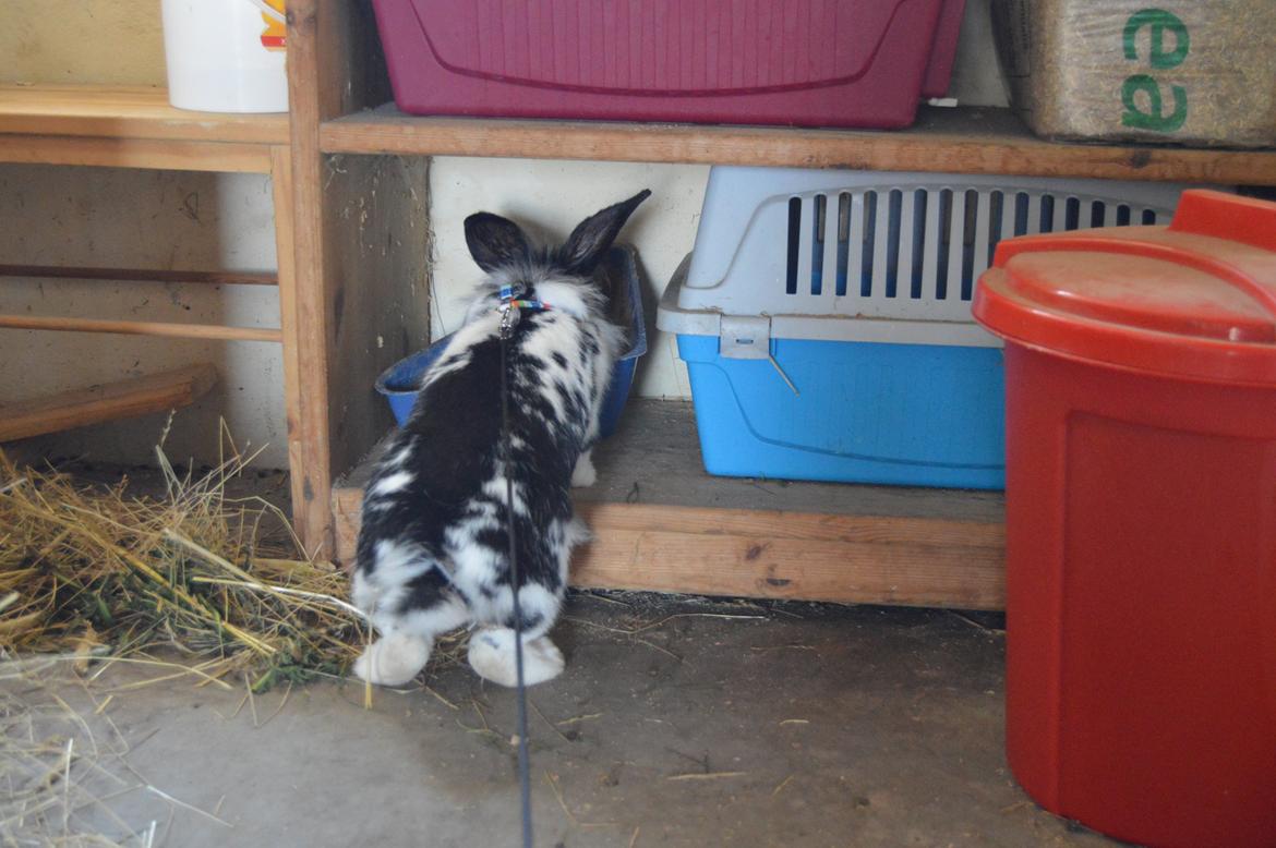 Kanin Tulle billede 25