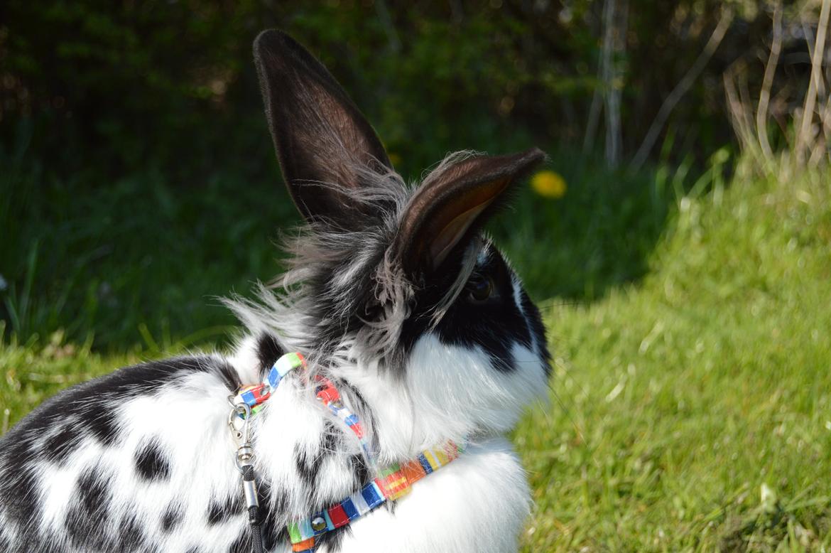 Kanin Tulle billede 28