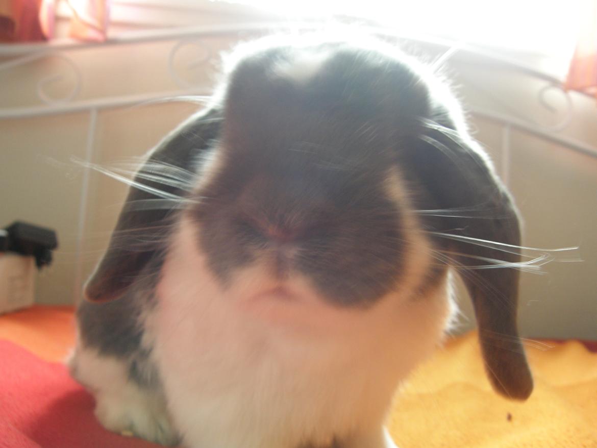 Kanin Stampe billede 2