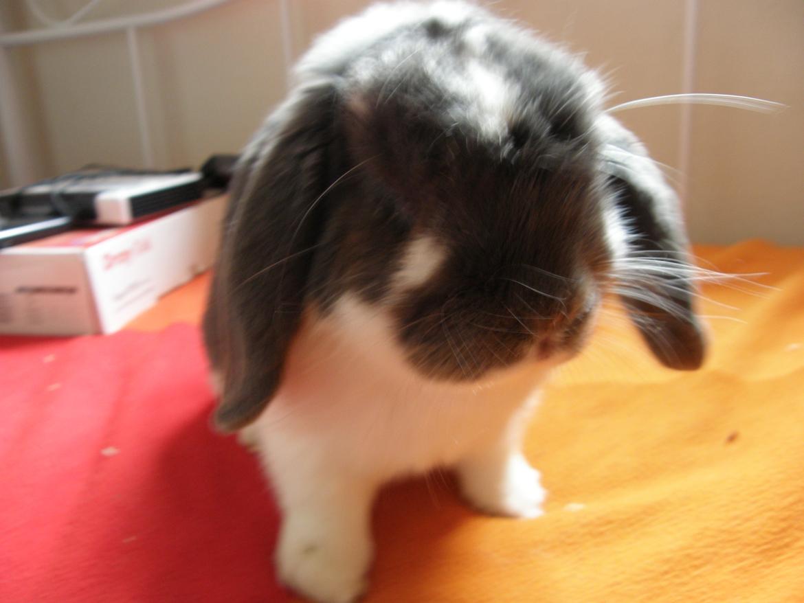 Kanin Stampe billede 3