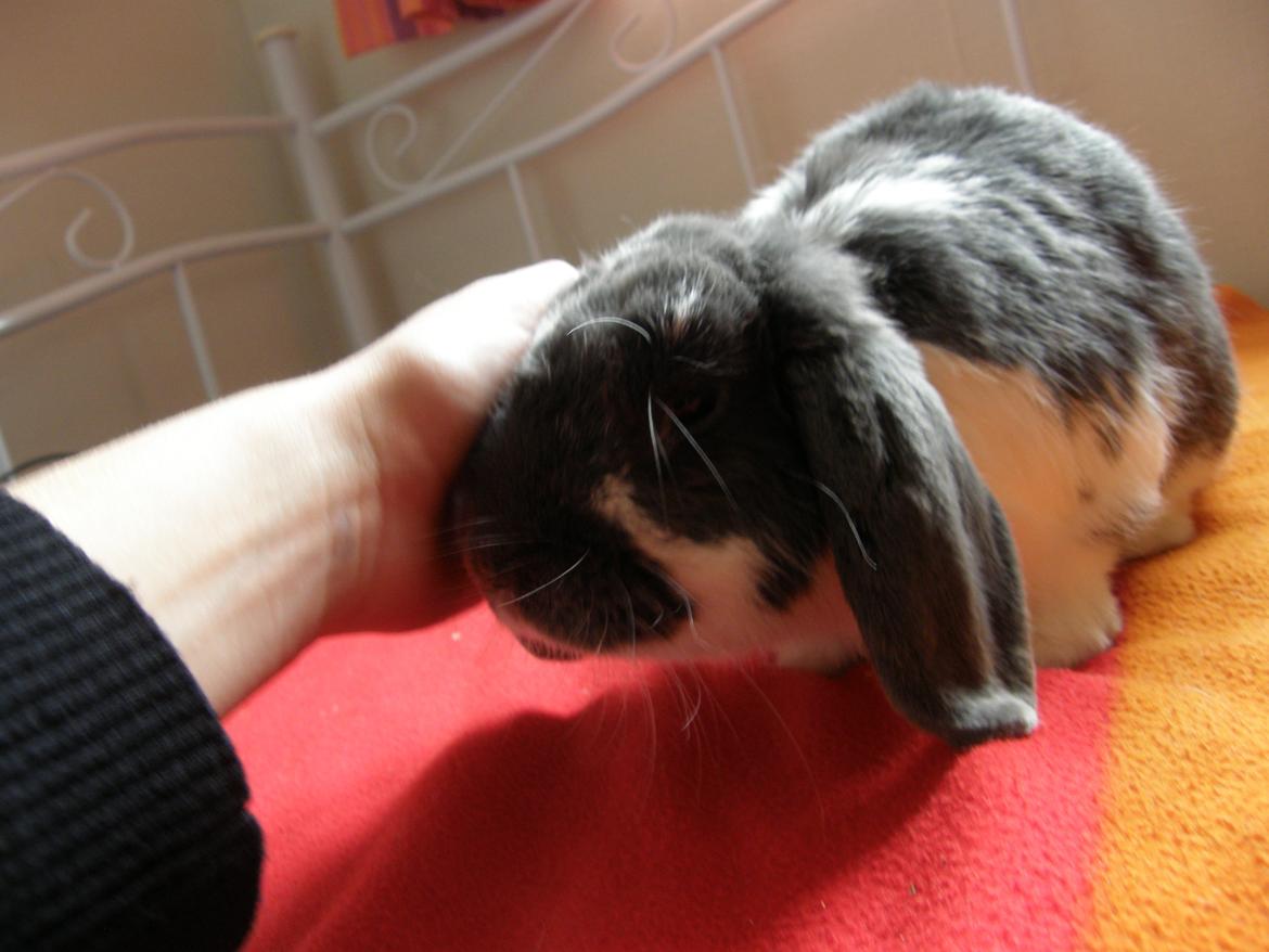 Kanin Stampe billede 4