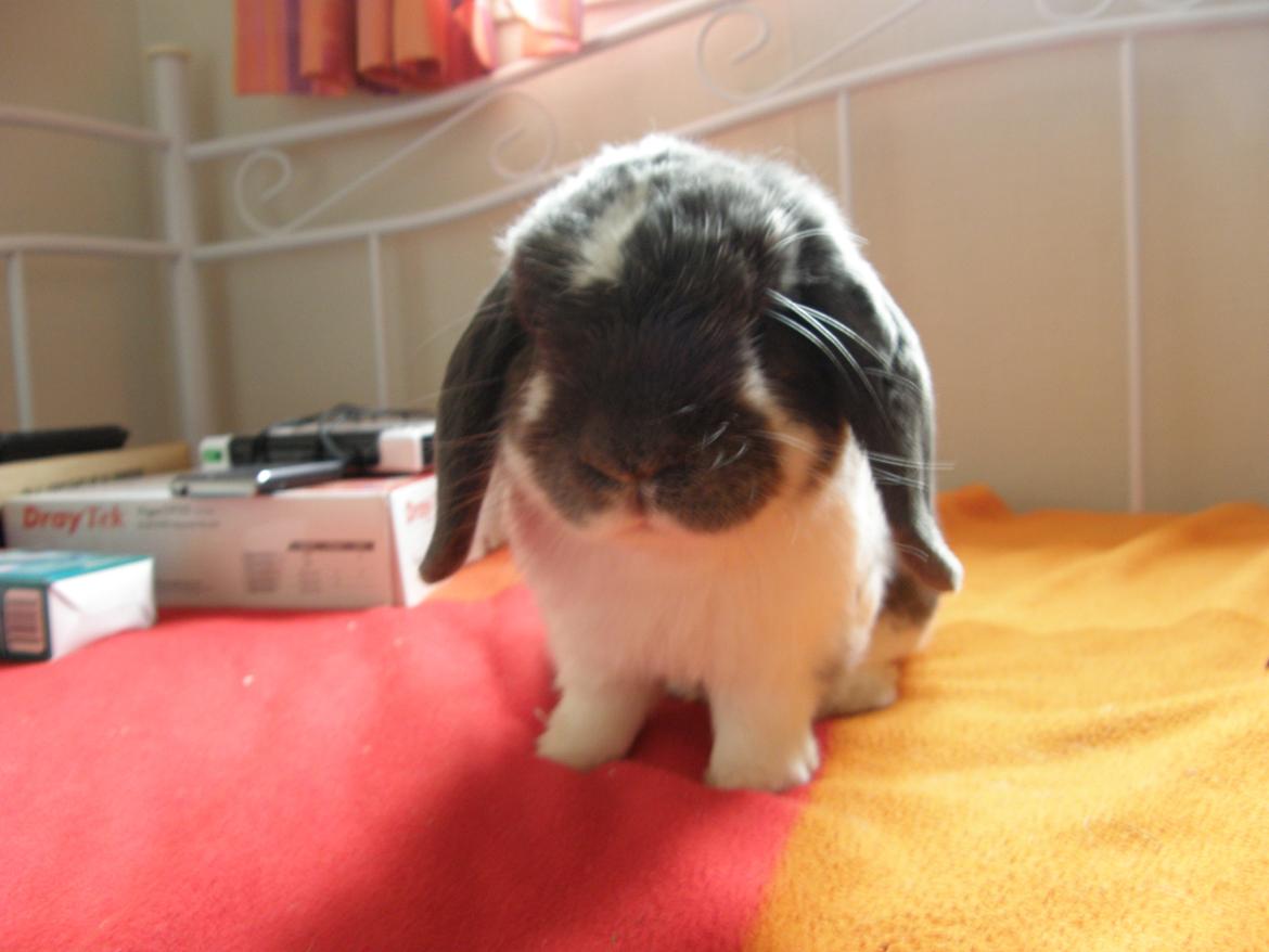 Kanin Stampe billede 5