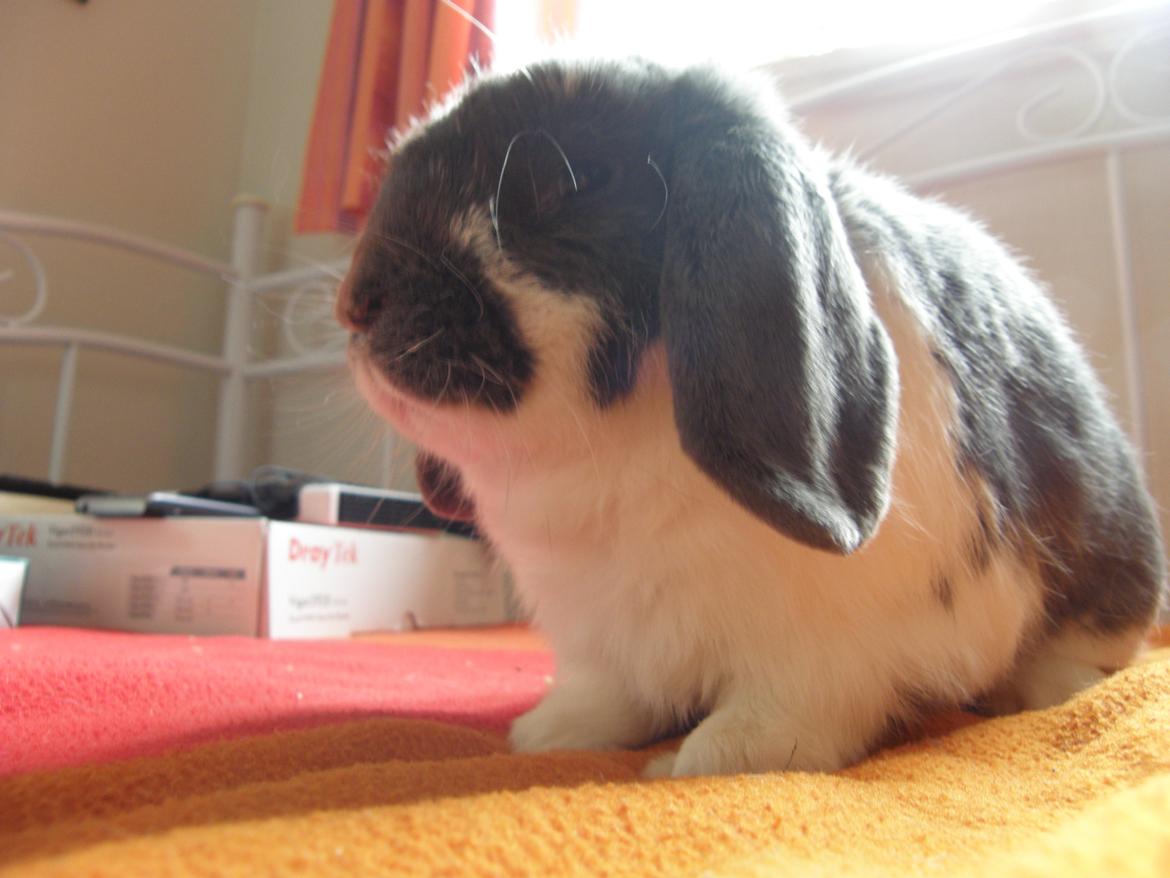 Kanin Stampe billede 1