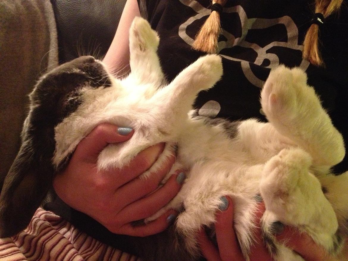 Kanin Stampe billede 6