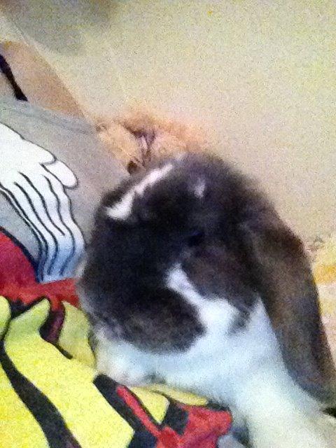 Kanin Stampe billede 7