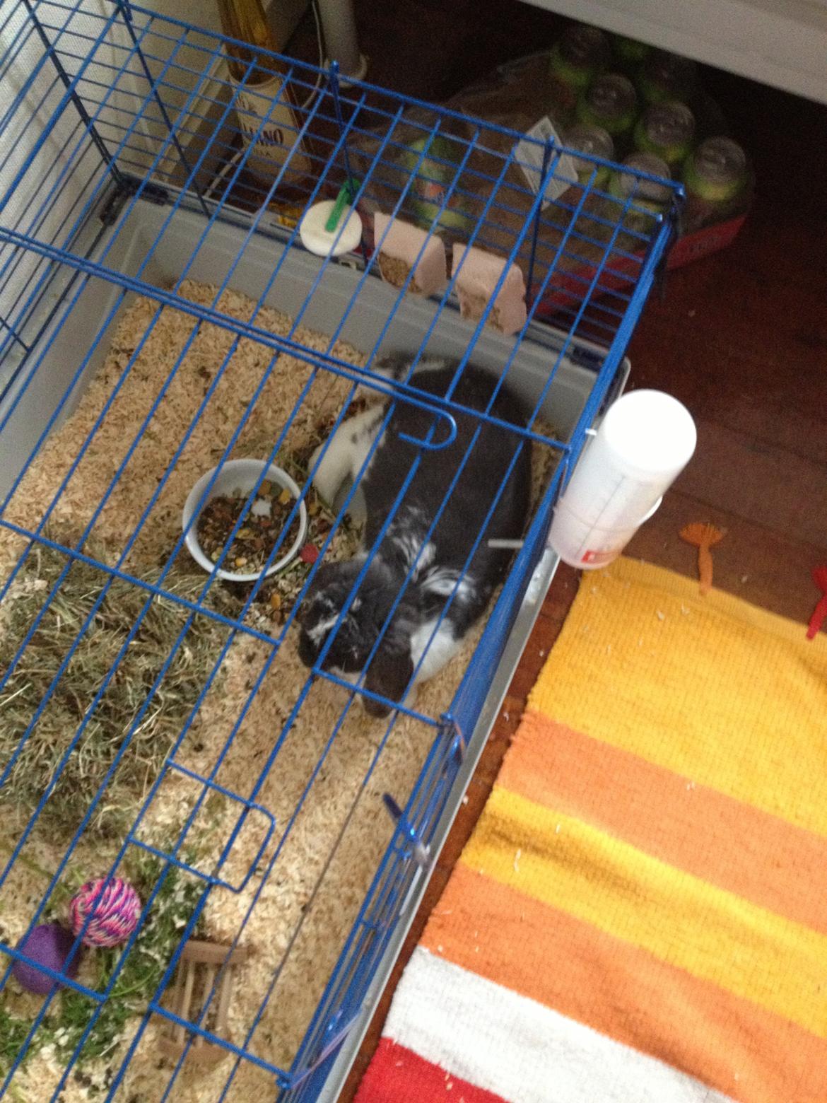 Kanin Stampe billede 8