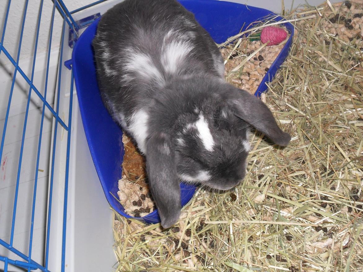 Kanin Stampe billede 9