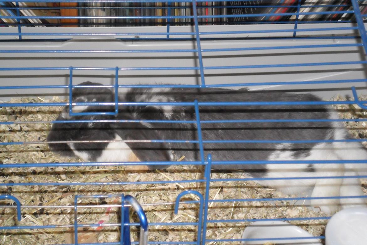 Kanin Stampe billede 10