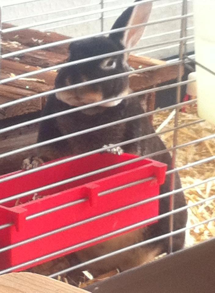 Kanin Otter billede 3