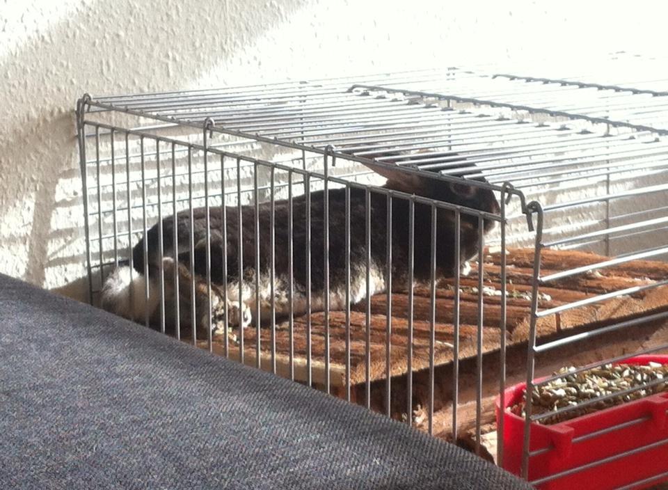 Kanin Otter billede 4