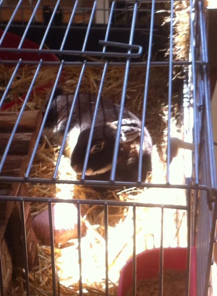 Kanin Otter billede 6
