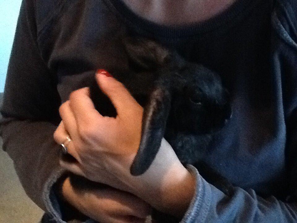 Kanin Winston billede 13