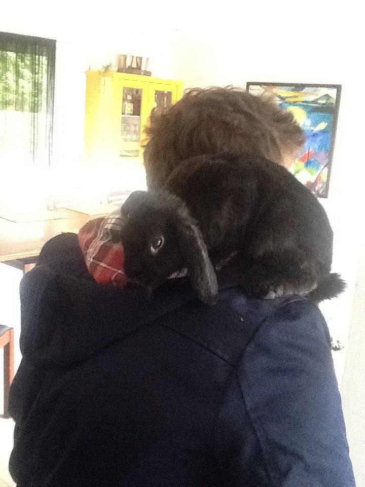 Kanin Winston billede 3