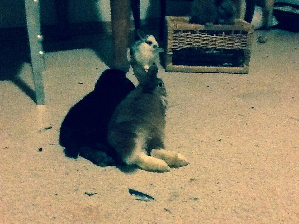 Kanin Winston billede 4