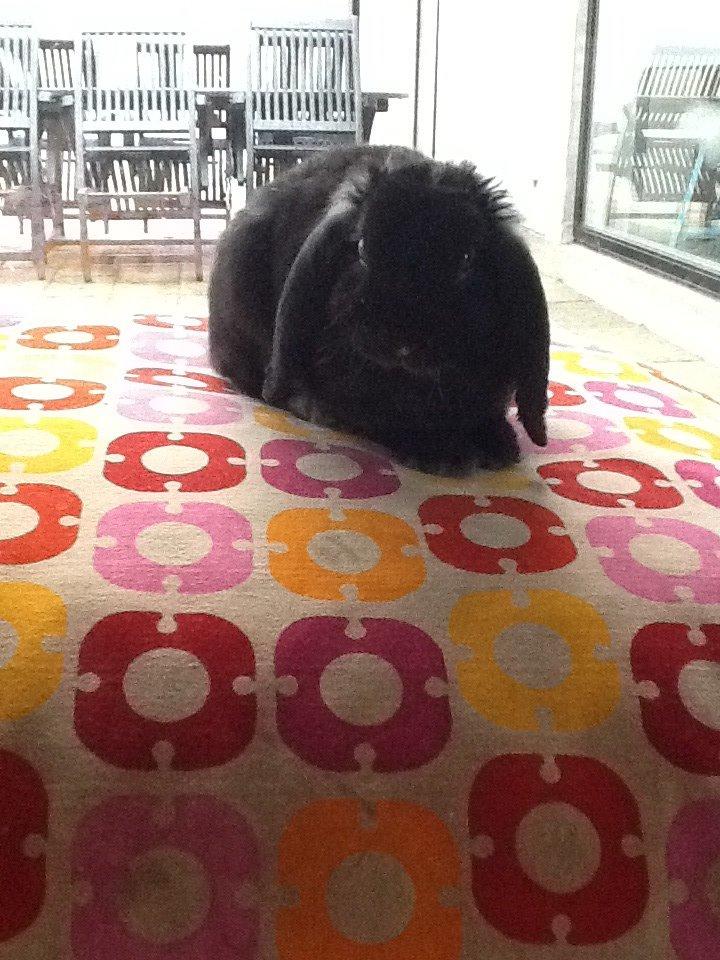 Kanin Winston billede 5