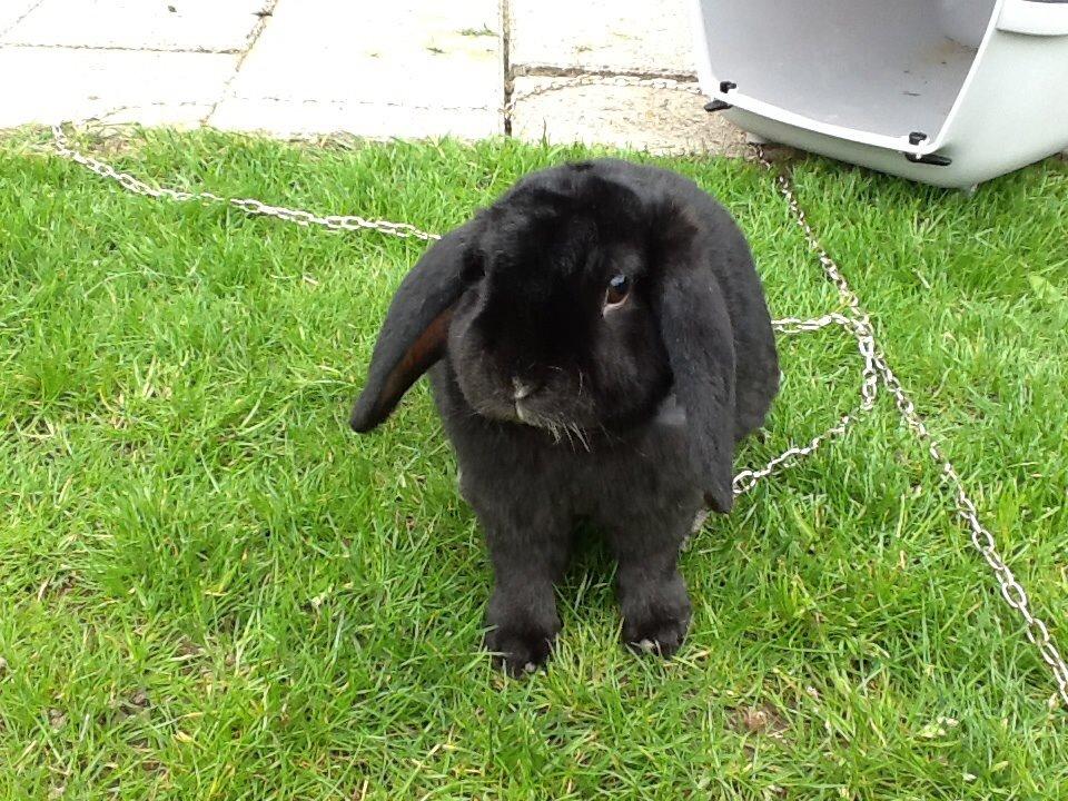 Kanin Winston billede 8