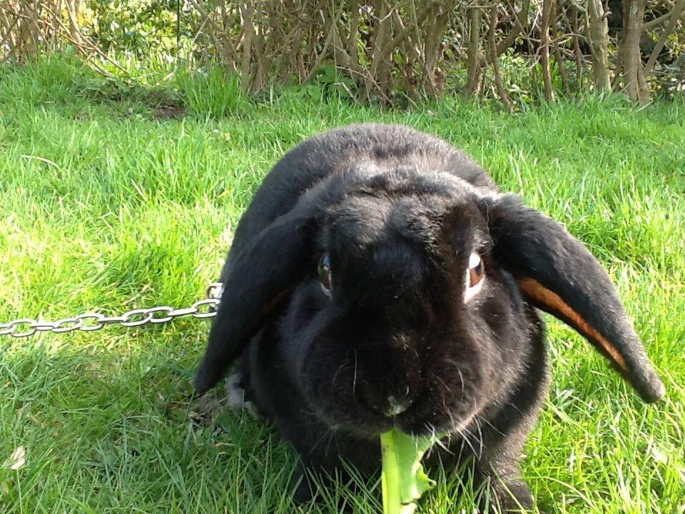 Kanin Winston billede 9