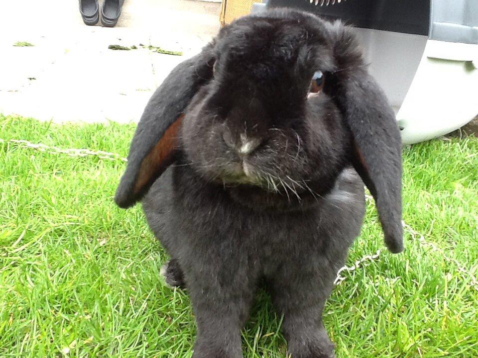 Kanin Winston billede 11