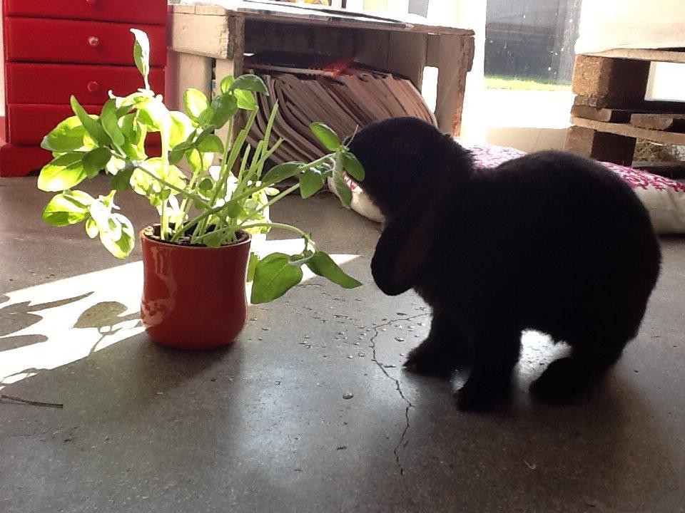 Kanin Winston billede 12