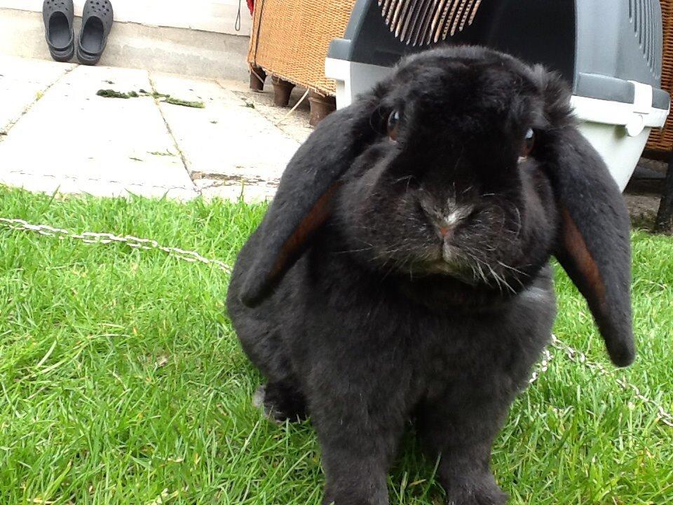 Kanin Winston billede 1