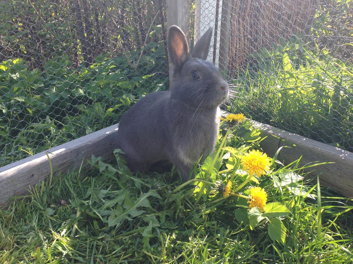 Kanin Blue Lightning billede 12