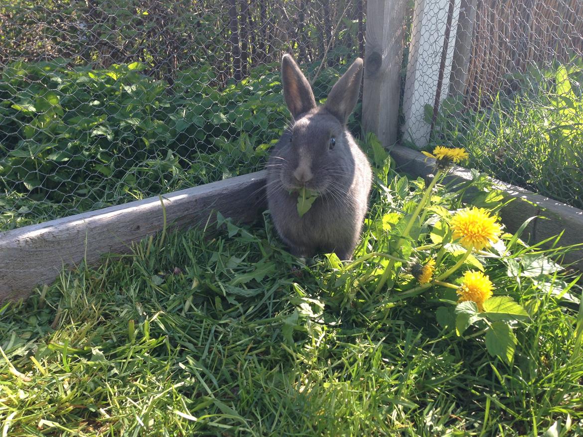 Kanin Blue Lightning billede 10