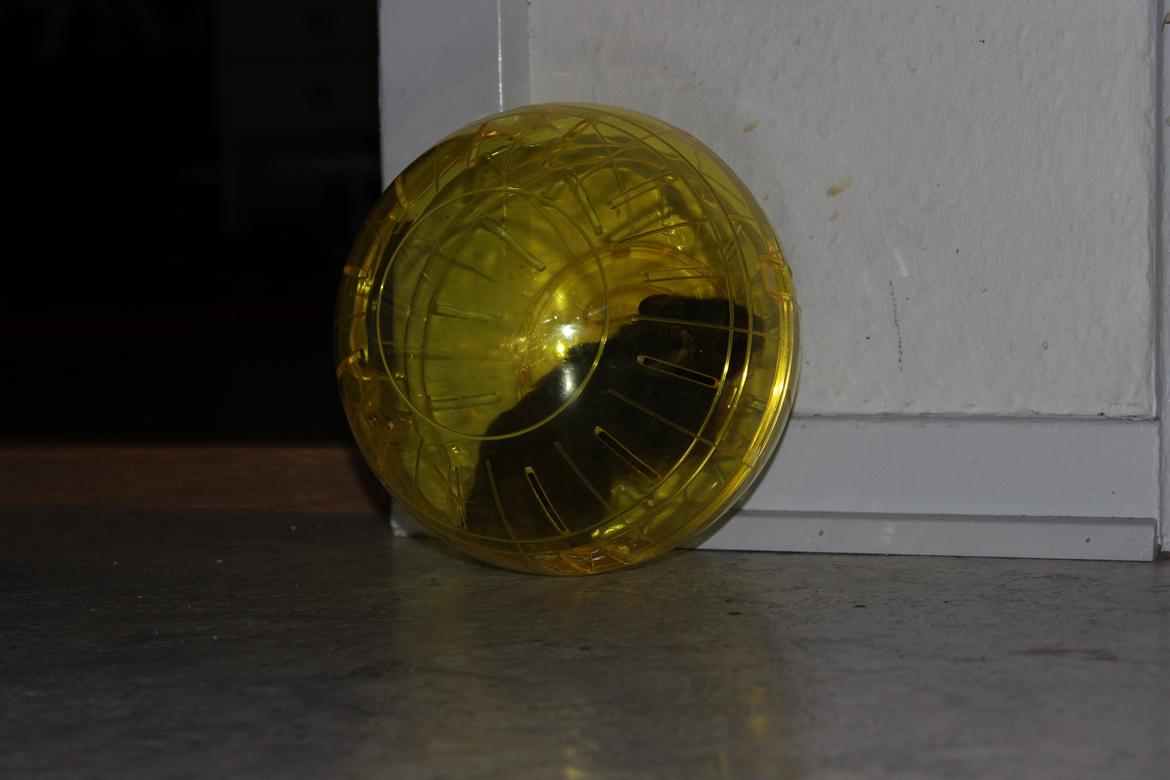 Hamster Chili † billede 3