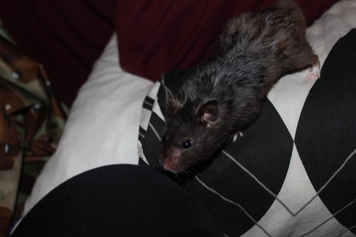 Hamster Chili † billede 6