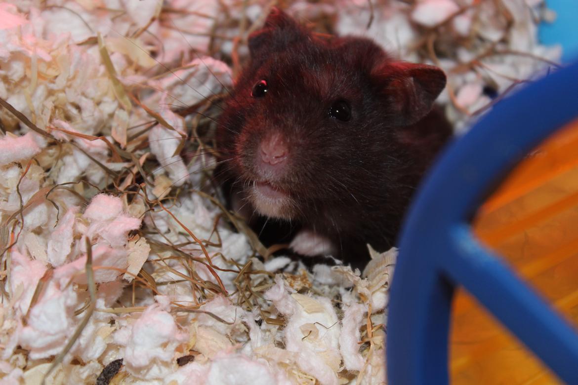 Hamster Chili † billede 4