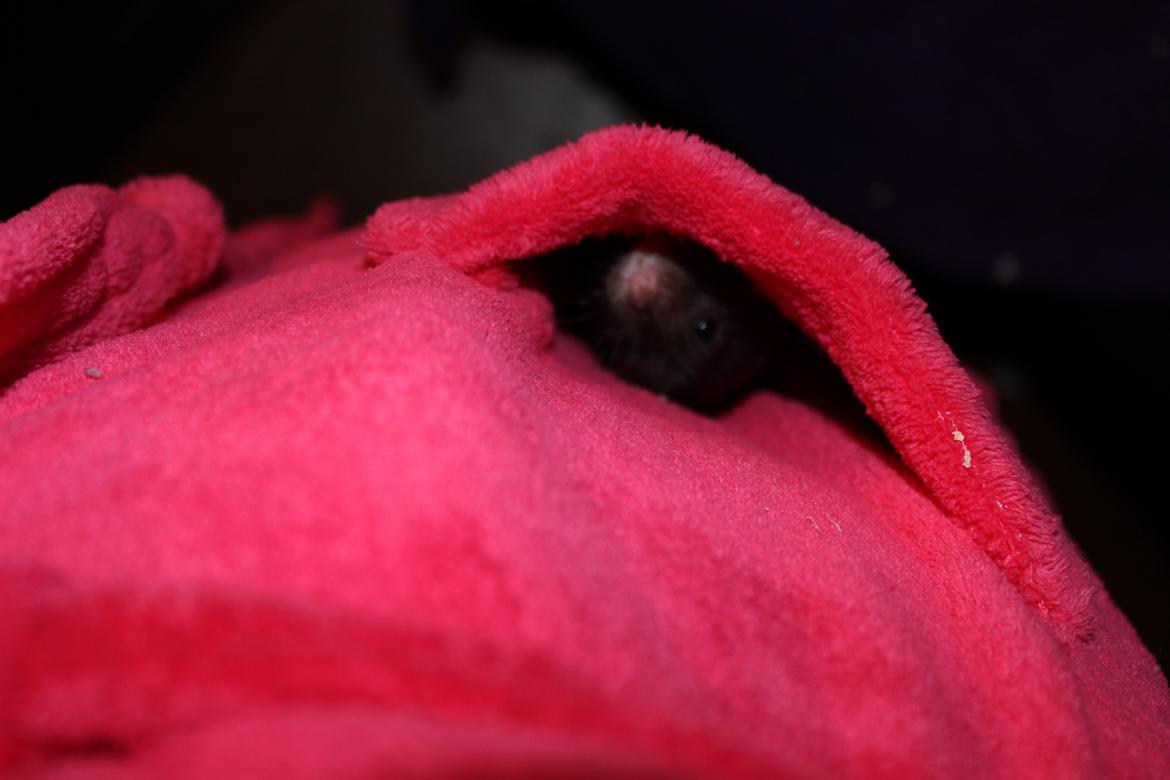 Hamster Chili † billede 2