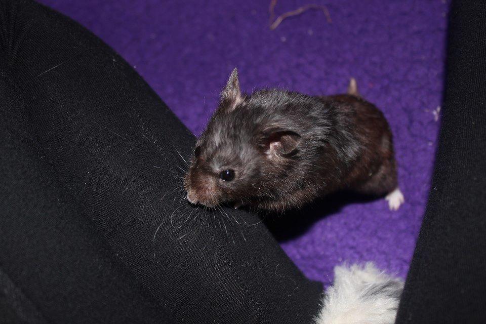 Hamster Chili † billede 7