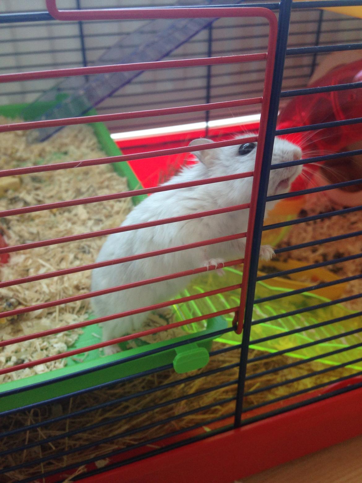 Dværghamster Panda billede 32