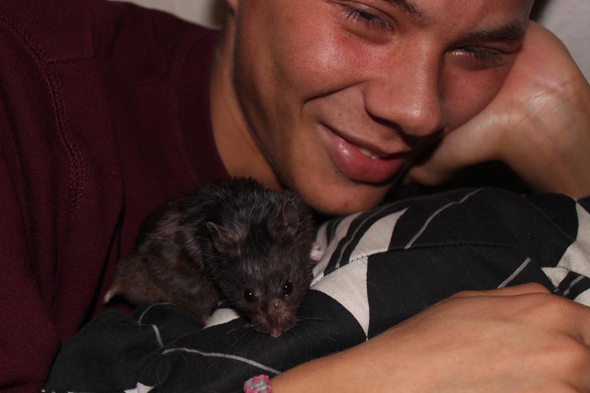 Hamster Chili † billede 12