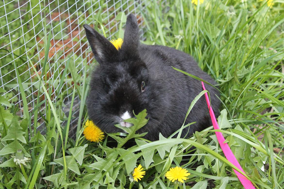 Kanin | Blacky  billede 24
