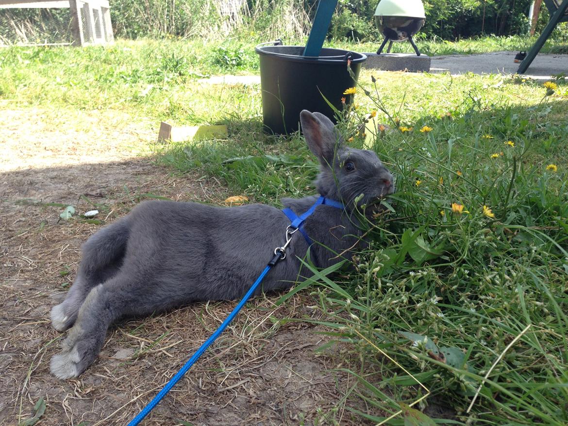 Kanin Blue Lightning billede 3