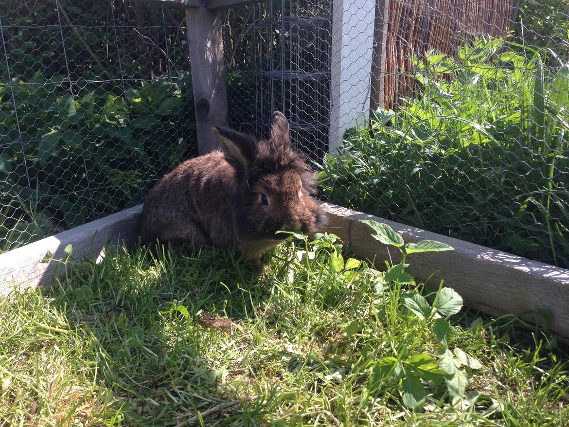 Kanin Caprice billede 7