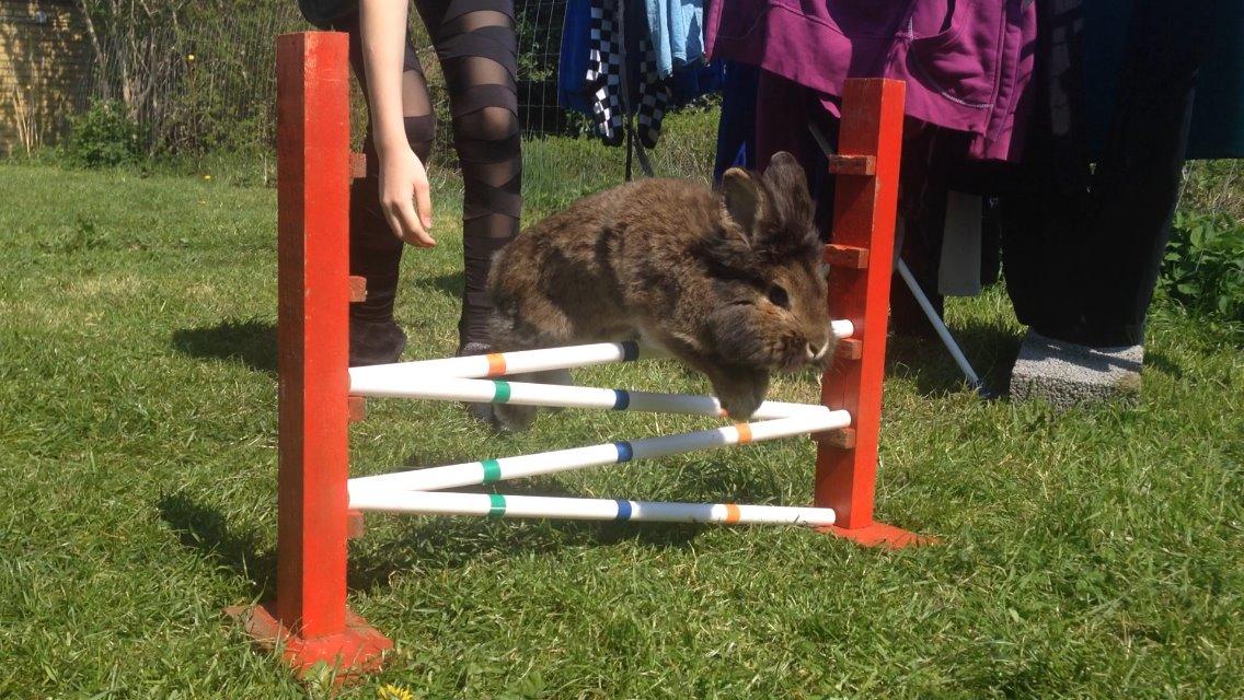 Kanin Caprice billede 2