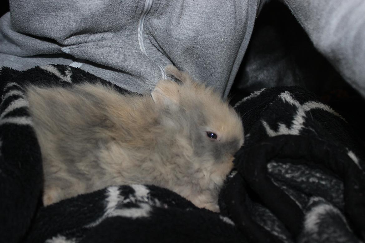 Kanin Coco Chanel billede 6