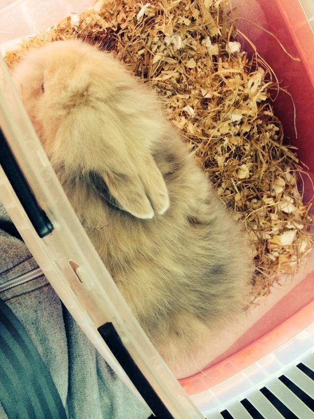 Kanin Coco Chanel billede 16